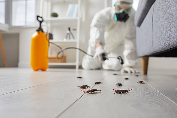 Commercial Kitchen Cockroach Control in Estes Park